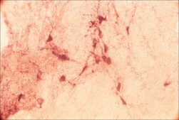 Anti-Vesicular Acetylcholine Transporter (VAChT) antibody produced in rabbit affinity isolated antibody, buffered aqueous solution