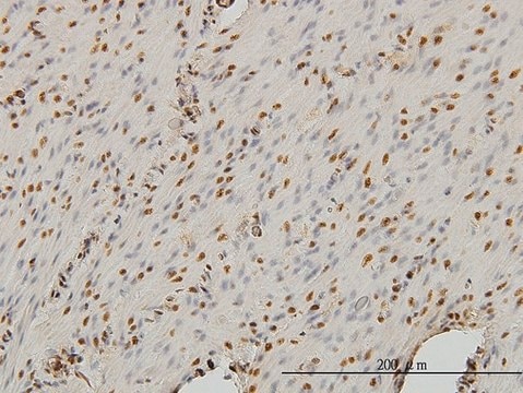 Monoclonal Anti-STAG1 antibody produced in mouse clone 2E9, purified immunoglobulin, buffered aqueous solution