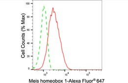 Anti Meis Homeobox 1 Antibody, clone 24GB420, Rabbit Monoclonal clone 24GB420, recombinant rabbit monoclonal, expressed in HEK293 cells