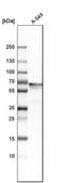 Anti-PLBD2 antibody produced in rabbit Prestige Antibodies® Powered by Atlas Antibodies, affinity isolated antibody, buffered aqueous glycerol solution