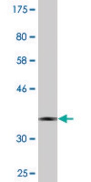 Monoclonal Anti-CNOT8 antibody produced in mouse clone 1F11, purified immunoglobulin, buffered aqueous solution