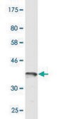 Monoclonal Anti-RCC1, (C-terminal) antibody produced in mouse clone 1C1, purified immunoglobulin, buffered aqueous solution