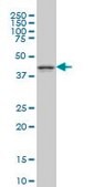 Monoclonal Anti-MAPK12 antibody produced in mouse clone 1A4, purified immunoglobulin, buffered aqueous solution