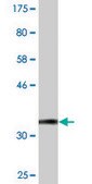 Monoclonal Anti-ADSSL1 antibody produced in mouse clone 2D12, purified immunoglobulin, buffered aqueous solution