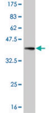 ANTI-BRAF antibody produced in mouse clone 4G7, purified immunoglobulin, buffered aqueous solution