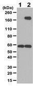 Anti-Phosphotyrosine Antibody Upstate&#174;, from rabbit