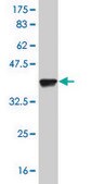 Monoclonal Anti-ELF3, (C-terminal) antibody produced in mouse clone 1D8, purified immunoglobulin, buffered aqueous solution