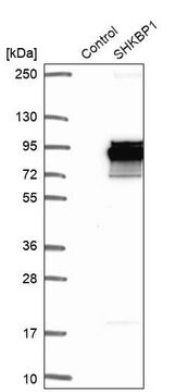 Anti-SHKBP1 antibody produced in rabbit Prestige Antibodies&#174; Powered by Atlas Antibodies, affinity isolated antibody, buffered aqueous glycerol solution