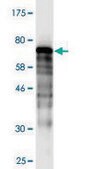 Monoclonal Anti-DNAJB5 antibody produced in mouse clone 1C2, purified immunoglobulin, buffered aqueous solution