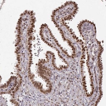 Anti-RAI1 antibody produced in rabbit Prestige Antibodies&#174; Powered by Atlas Antibodies, affinity isolated antibody