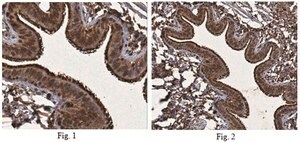 Anti-Annexin A1, Antibody from rabbit