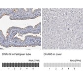 Anti-DNAH5 antibody produced in rabbit Prestige Antibodies® Powered by Atlas Antibodies, affinity isolated antibody, buffered aqueous glycerol solution