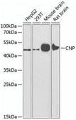 Anti-CNP antibody produced in rabbit