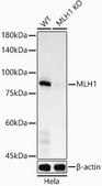 [KO Validated]Anti-MLH1 Antibody, clone 8K1T2, Rabbit Monoclonal