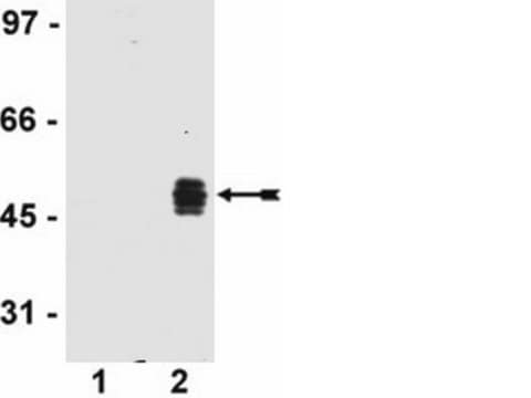 Anti-HA Tag Antibody, clone DW2, rabbit monoclonal culture supernatant, clone DW2, from rabbit