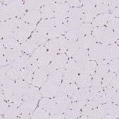 Anti-KHDRBS1 antibody produced in rabbit Prestige Antibodies&#174; Powered by Atlas Antibodies, affinity isolated antibody, buffered aqueous glycerol solution