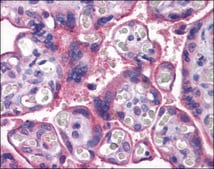 Anti-MFSD2A antibody produced in rabbit affinity isolated antibody
