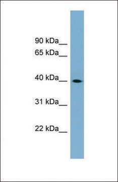 Anti-TSPAN17 antibody produced in rabbit affinity isolated antibody