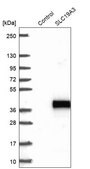 Anti-SLC19A3 antibody produced in rabbit affinity isolated antibody, buffered aqueous glycerol solution