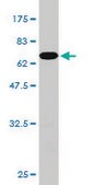 Monoclonal Anti-PCBP2 antibody produced in mouse clone 5F12, purified immunoglobulin, buffered aqueous solution