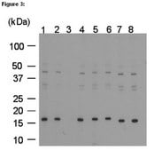 ChIPAb+ Monomethyl-Histone H3 (Lys4) - ChIP Validated Antibody and Primer Set from mouse