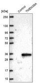 Anti-TMEM38A antibody produced in rabbit Prestige Antibodies&#174; Powered by Atlas Antibodies, affinity isolated antibody, buffered aqueous glycerol solution