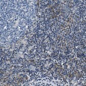 抗-NLRP3 兔抗 Prestige Antibodies&#174; Powered by Atlas Antibodies, affinity isolated antibody, buffered aqueous glycerol solution