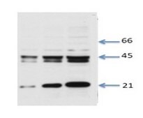 Anti-GJA1 antibody produced in rabbit affinity isolated antibody