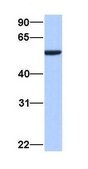 Anti-CBX2 affinity isolated antibody
