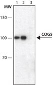 Anti-COG5 antibody produced in rabbit ~1.0 mg/mL, affinity isolated antibody