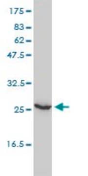 Monoclonal Anti-UBE2T antibody produced in mouse clone 1E12-4A3, purified immunoglobulin, buffered aqueous solution