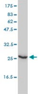 Monoclonal Anti-UBE2T antibody produced in mouse clone 1E12-4A3, purified immunoglobulin, buffered aqueous solution