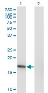 Monoclonal Anti-SNX3 antibody produced in mouse clone 3A9, purified immunoglobulin, buffered aqueous solution