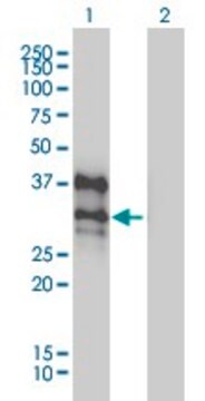 Monoclonal Anti-DLX4 antibody produced in mouse clone 1F11, purified immunoglobulin, buffered aqueous solution