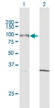 Anti-PCDHGA8 antibody produced in mouse purified immunoglobulin, buffered aqueous solution