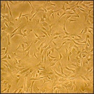 Canine Marrow Stromal Cells: CnMSC (Cryovial)