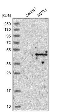 Anti-ACTL8 antibody produced in rabbit Prestige Antibodies&#174; Powered by Atlas Antibodies, affinity isolated antibody, buffered aqueous glycerol solution