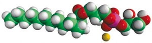 14:0 Lyso PG Avanti Research&#8482; - A Croda Brand