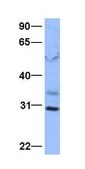 Anti-LAS1L affinity isolated antibody