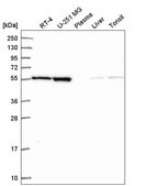 Anti-MIPOL1 antibody produced in rabbit Prestige Antibodies&#174; Powered by Atlas Antibodies, affinity isolated antibody
