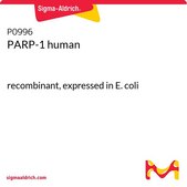 PARP-1 human recombinant, expressed in E. coli