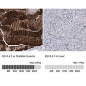 Anti-KLHL41 antibody produced in rabbit Prestige Antibodies® Powered by Atlas Antibodies, affinity isolated antibody, buffered aqueous glycerol solution, Ab2