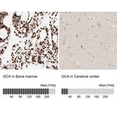 Anti-GCA antibody produced in rabbit Prestige Antibodies® Powered by Atlas Antibodies, affinity isolated antibody, buffered aqueous glycerol solution