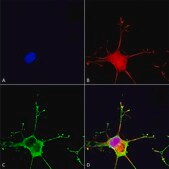 Monoclonal Anti-Lrp4 - Apc antibody produced in mouse clone S207-27, purified immunoglobulin
