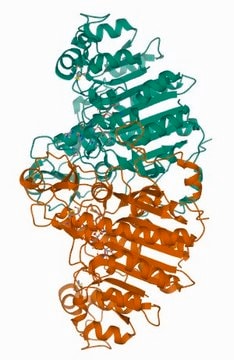 Carboxy-terminal FLAG-BAP&#8482; Fusion Protein
