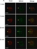 Anti-BRCA1 (Ab-1) Mouse mAb (MS110) liquid, clone MS110, Calbiochem®