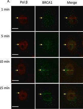 抗-BRCA1（Ab-1）小鼠mAb（MS110） liquid, clone MS110, Calbiochem&#174;