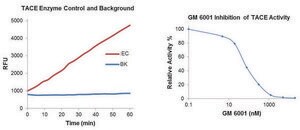 Tace Inhibitor Screening Assay Kit Sufficient for 100 Fluorometric tests