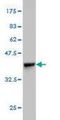 Monoclonal Anti-BRD2 antibody produced in mouse clone 3D10, purified immunoglobulin, buffered aqueous solution