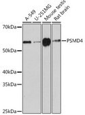 Anti-PSMD4 antibody produced in rabbit